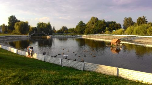 Лебеди на озере Новозыбков