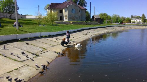 Озеро в Новозыбкове Лебеди