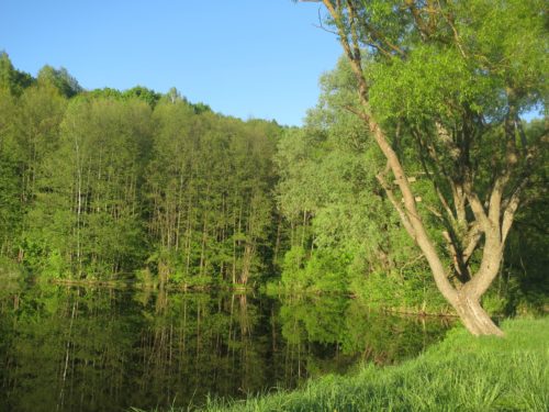 озеро окруженное лесом