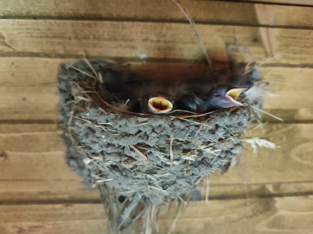 ласточкино гнездо