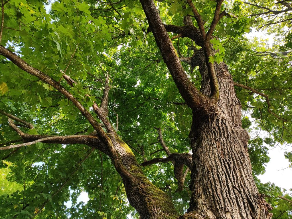 Многовековой клён фото Ляличи старое дерево