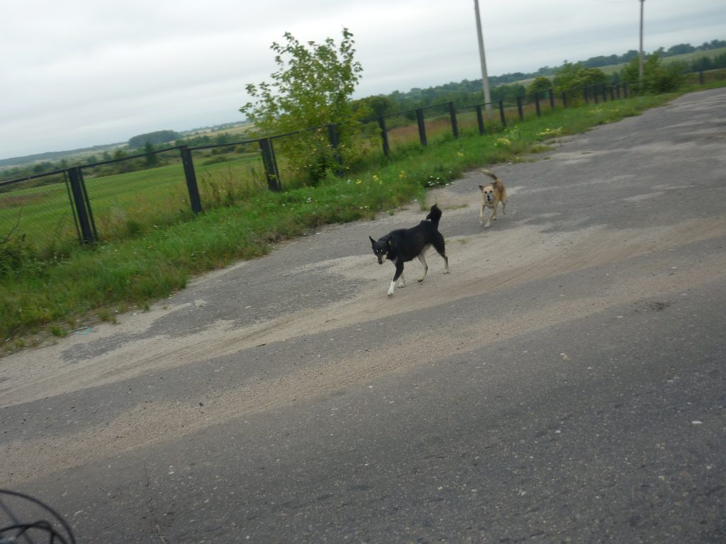 велопоход собаки в дороге