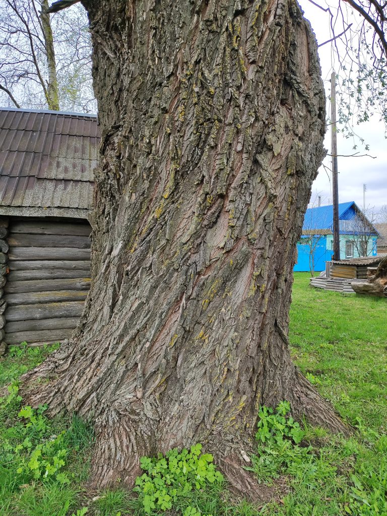 старинное дерево клинцовский район