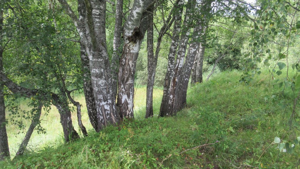 Городище Заруб Брянская область фото 3 