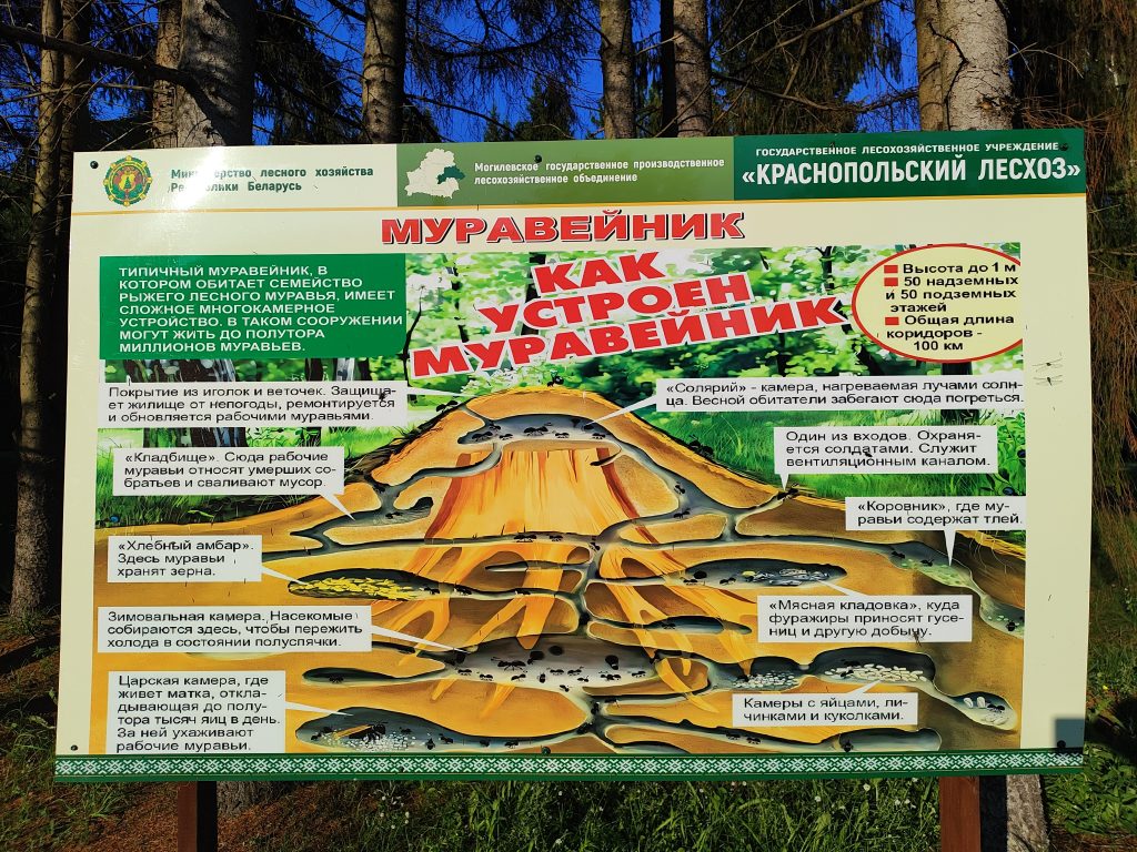 Экологическая тропа в гостях у Леса 1
