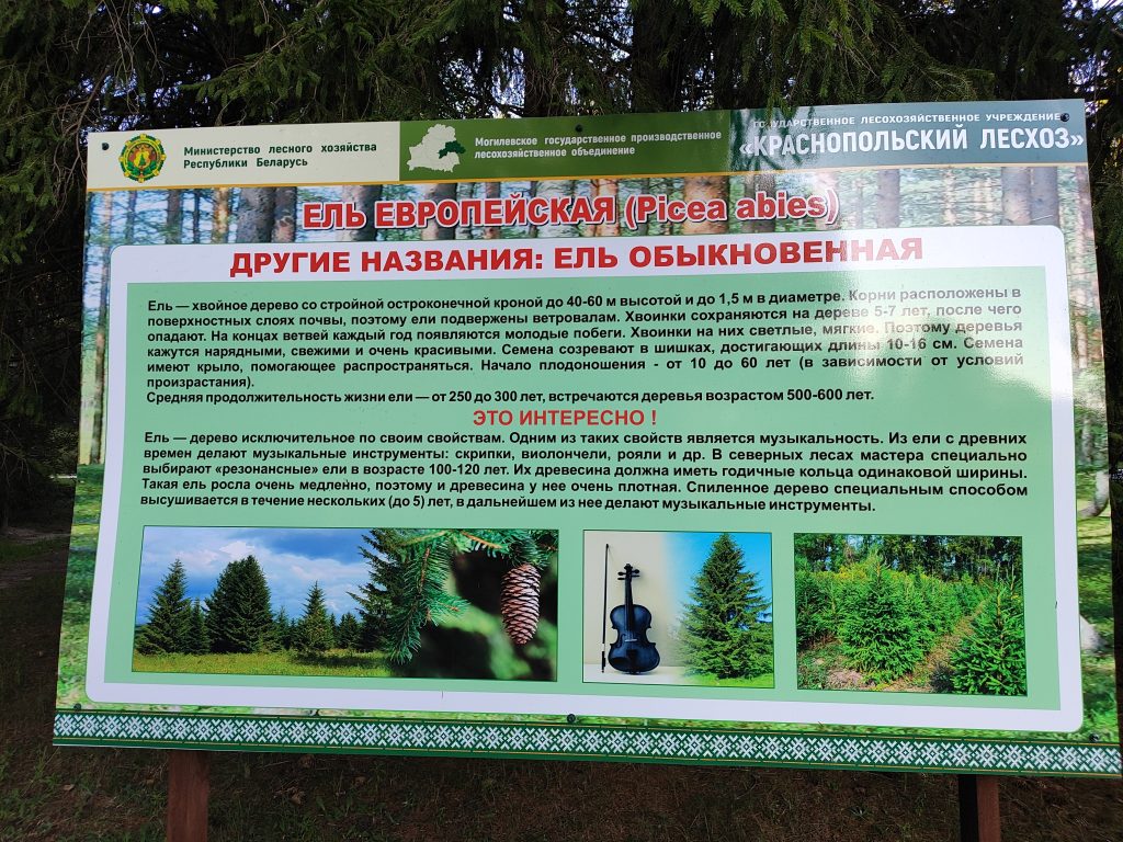 Экологическая тропа в гостях у Леса 3