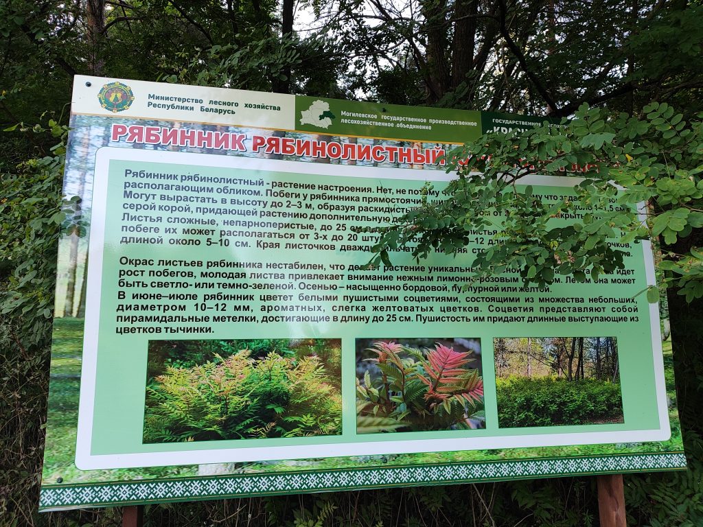 Экологическая тропа в гостях у Леса 6