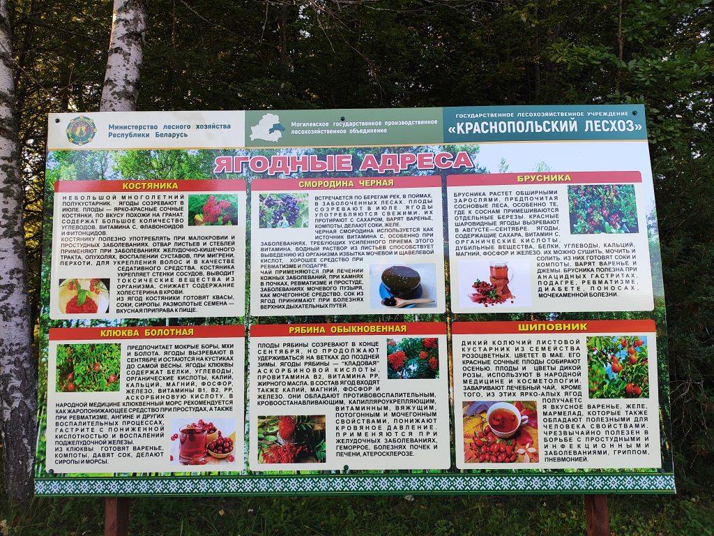 Экологическая тропа в гостях у Леса 7