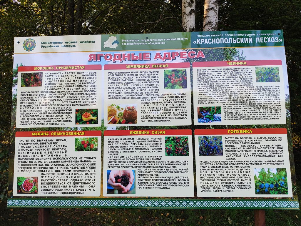 Экологическая тропа в гостях у Леса 8