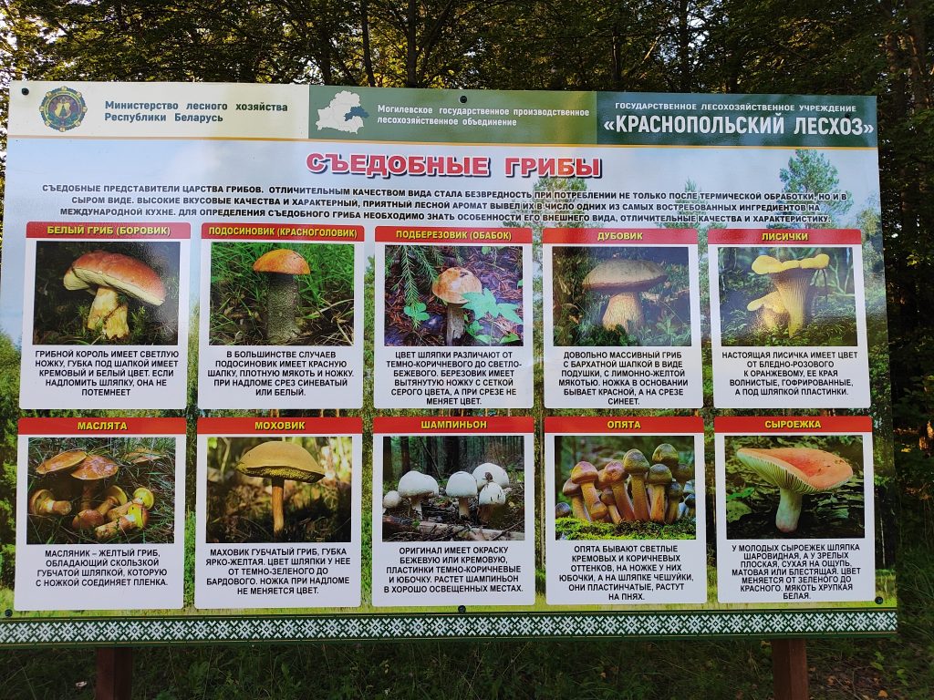 Экологическая тропа в гостях у Леса 9