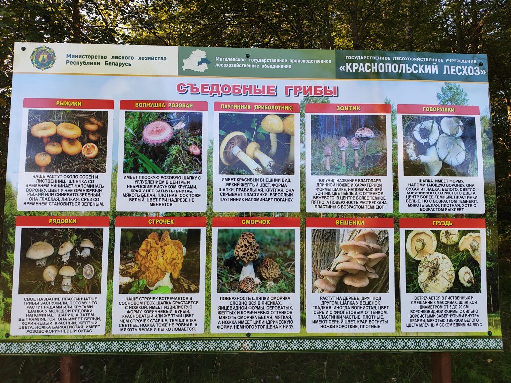 Экологическая тропа в гостях у Леса 10