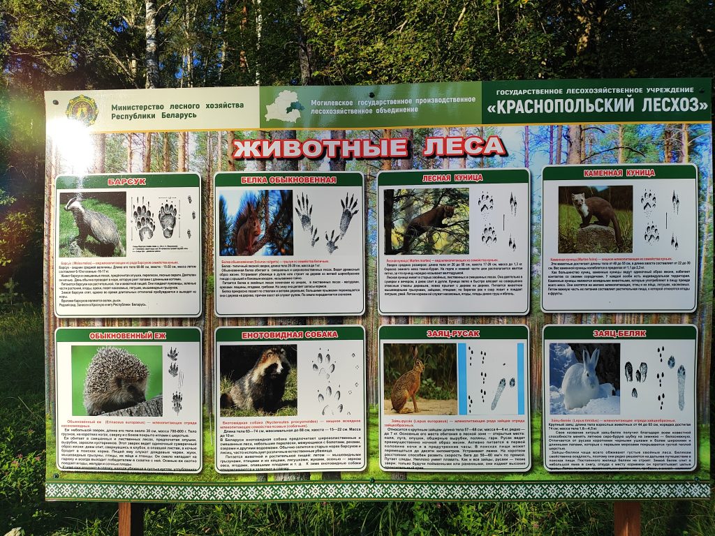 Экологическая тропа в гостях у Леса 14