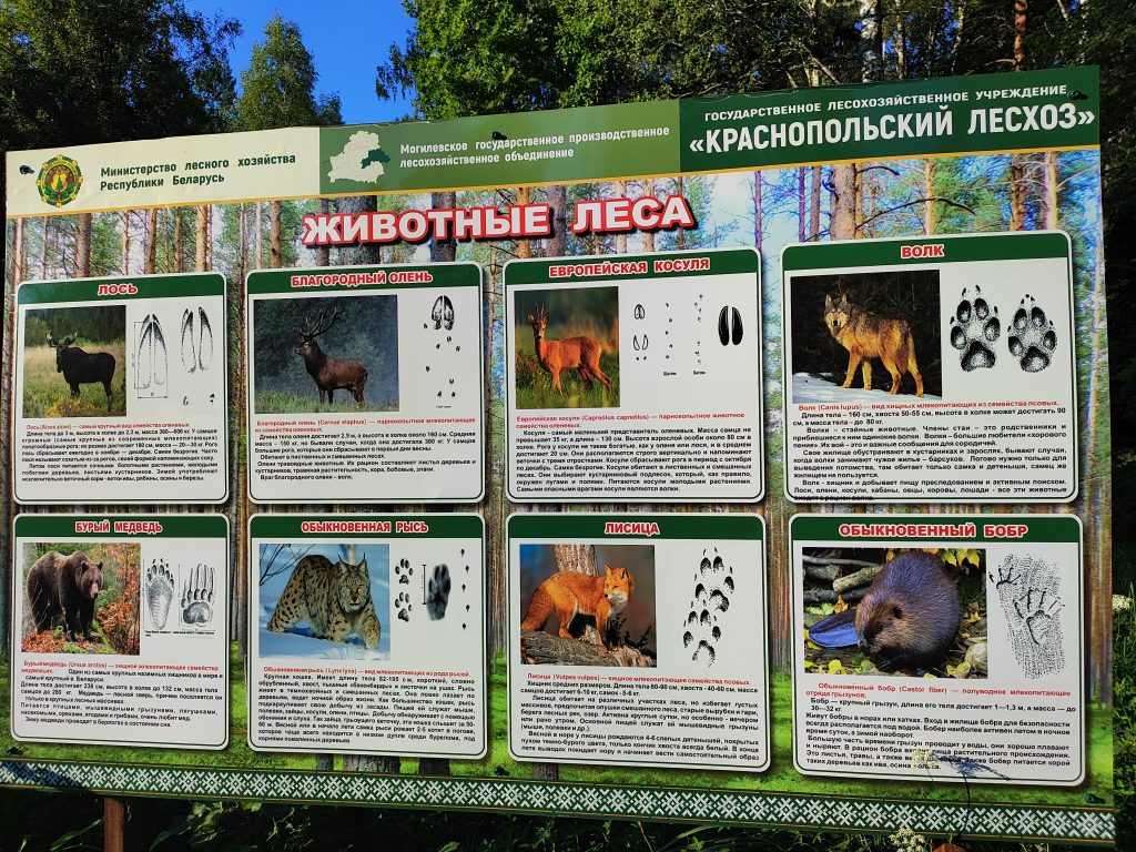 Экологическая тропа в гостях у Леса 15
