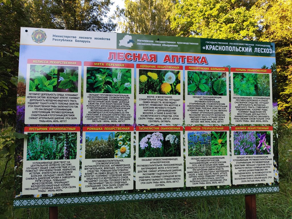 Экологическая тропа в гостях у Леса 16