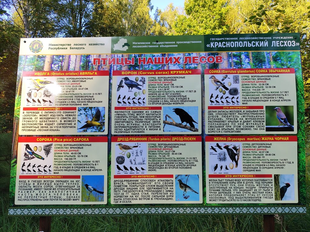 Экологическая тропа в гостях у Леса 17