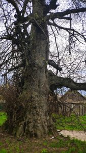 старое дерево фото