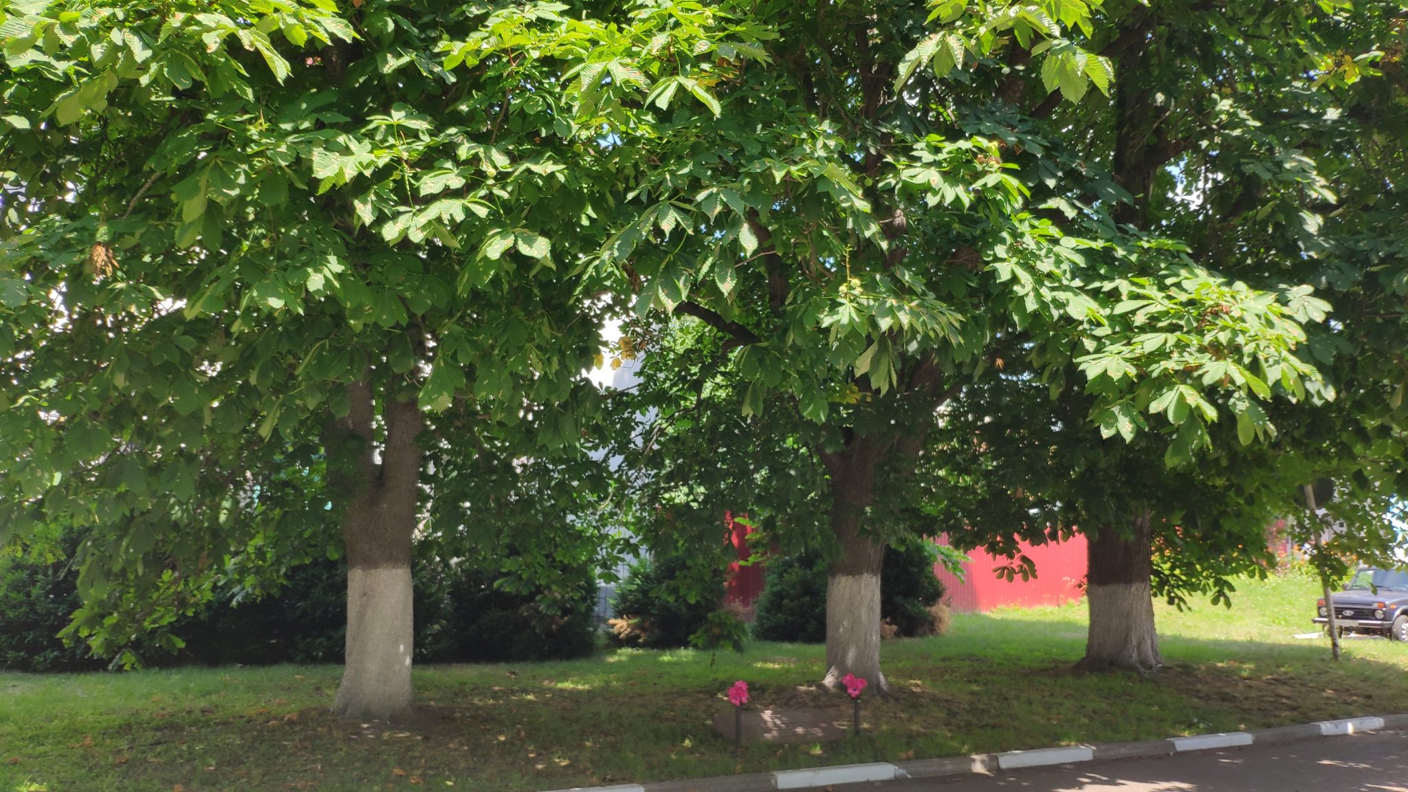 Каштановое дерево в парке Победы