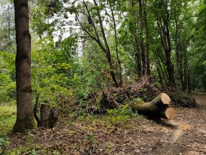 Кленовая аллея царских времён Уношево последствия урагана