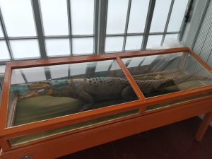 Живой родник 2023 крокодил в музее