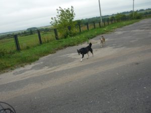велопоход собаки в дороге