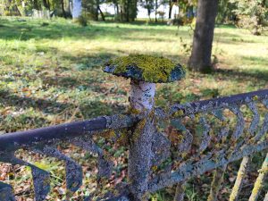 ограда с грибами пятовск