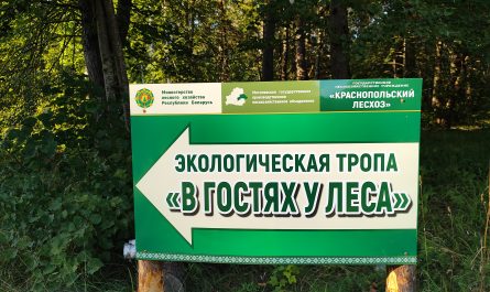 Экологическая тропа в гостях у Леса 13